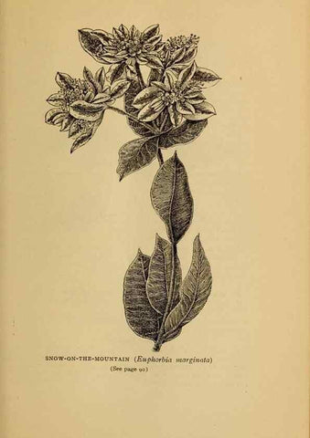 Reproducción/Reproduction 49304186756: Harper's guide to wild flowers,. New York,Harper,1912.. 