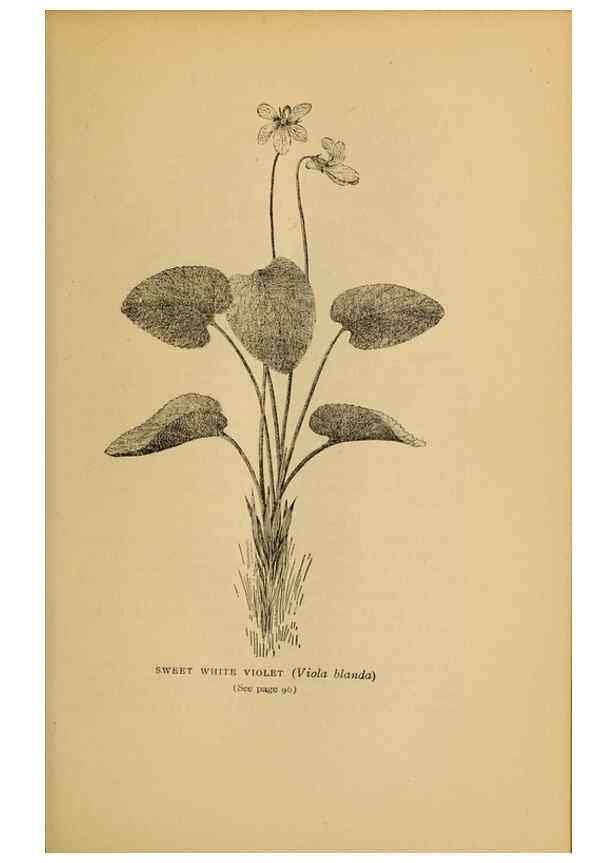 Reproducción/Reproduction 49304397372: Harper's guide to wild flowers,. New York,Harper,1912.. 