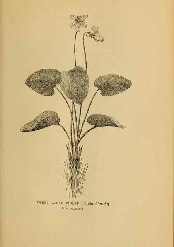 Reproducción/Reproduction 49304397372: Harper's guide to wild flowers,. New York,Harper,1912.. 