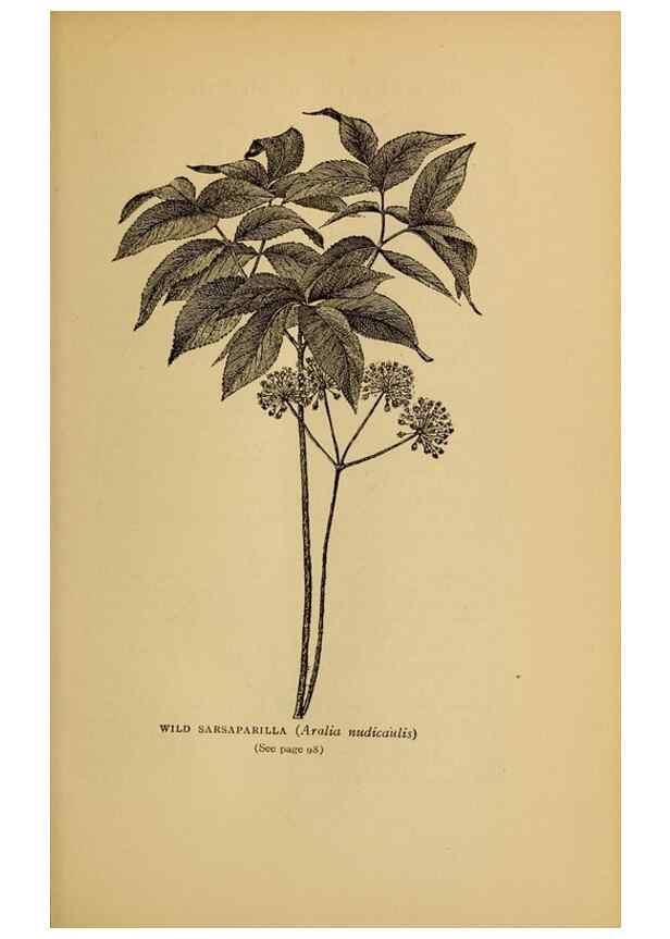Reproducción/Reproduction 49303699053: Harper's guide to wild flowers,. New York,Harper,1912.. 