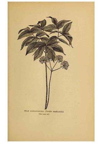 Reproducción/Reproduction 49303699053: Harper's guide to wild flowers,. New York,Harper,1912.. 