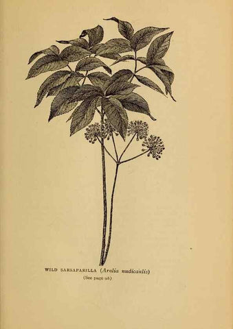 Reproducción/Reproduction 49303699053: Harper's guide to wild flowers,. New York,Harper,1912.. 