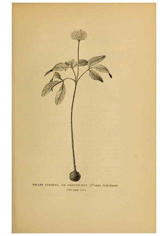 Reproducción/Reproduction 49303699328: Harper's guide to wild flowers,. New York,Harper,1912.. 