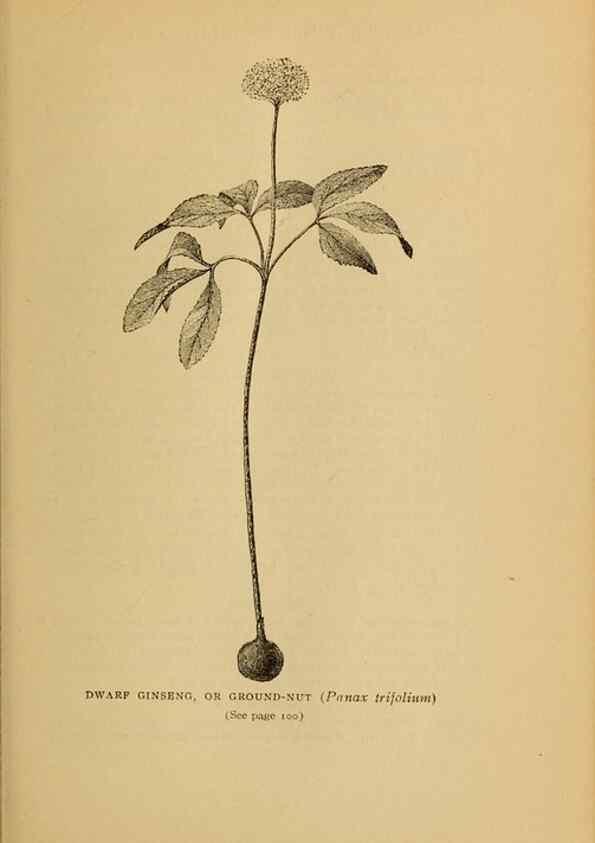 Reproducción/Reproduction 49303699328: Harper's guide to wild flowers,. New York,Harper,1912.. 