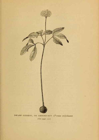 Reproducción/Reproduction 49303699328: Harper's guide to wild flowers,. New York,Harper,1912.. 
