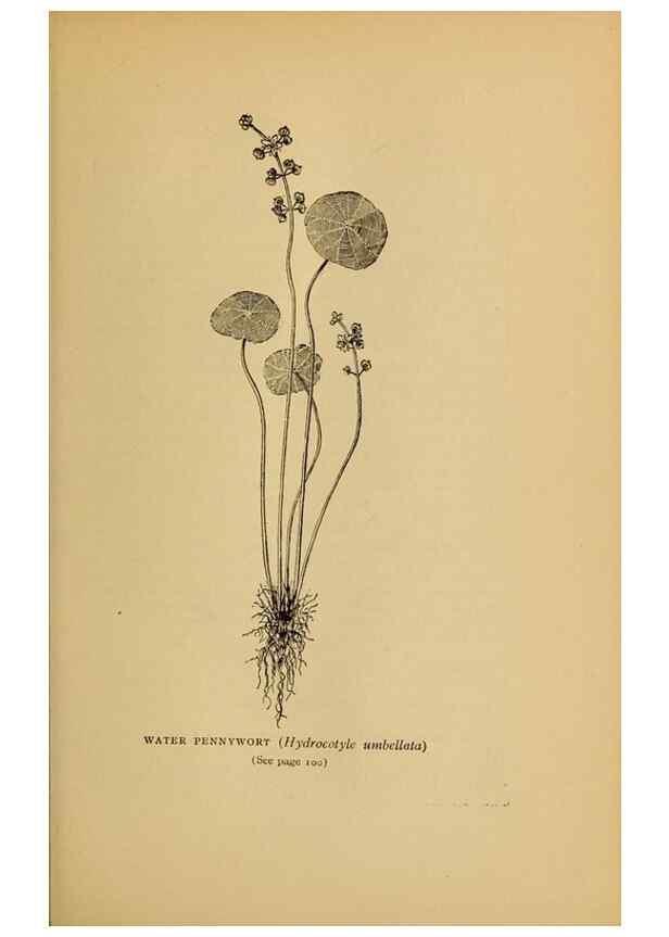 Reproducción/Reproduction 49304187766: Harper's guide to wild flowers,. New York,Harper,1912.. 