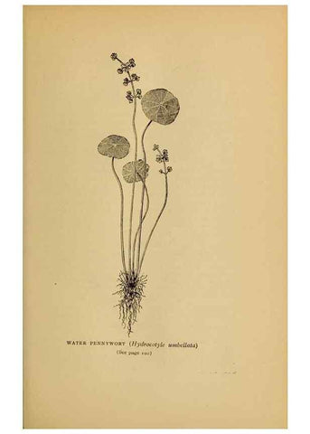 Reproducción/Reproduction 49304187766: Harper's guide to wild flowers,. New York,Harper,1912.. 