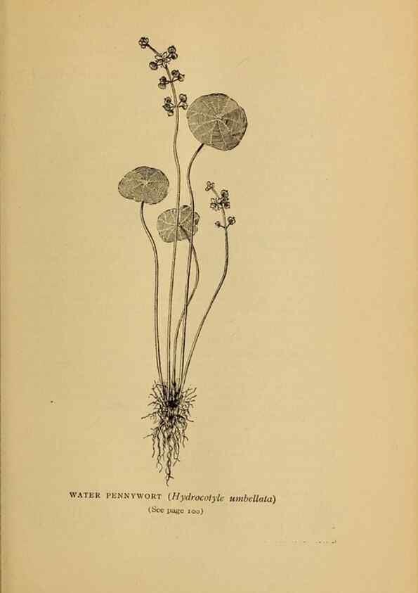 Reproducción/Reproduction 49304187766: Harper's guide to wild flowers,. New York,Harper,1912.. 