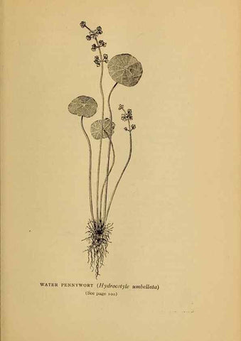 Reproducción/Reproduction 49304187766: Harper's guide to wild flowers,. New York,Harper,1912.. 