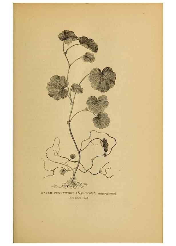 Reproducción/Reproduction 49304188001: Harper's guide to wild flowers,. New York,Harper,1912.. 
