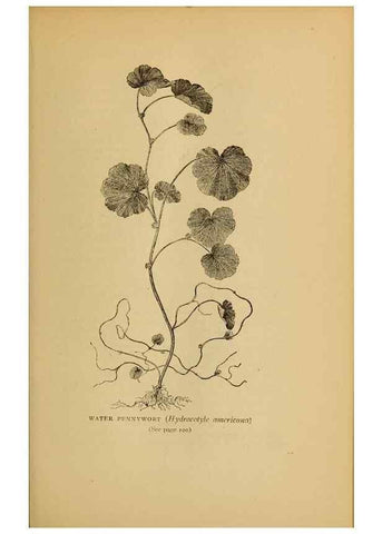 Reproducción/Reproduction 49304188001: Harper's guide to wild flowers,. New York,Harper,1912.. 