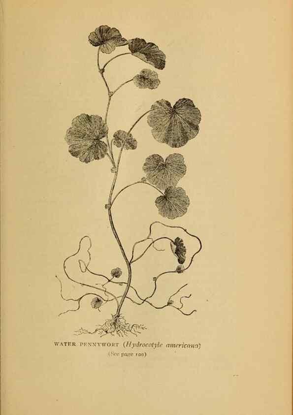 Reproducción/Reproduction 49304188001: Harper's guide to wild flowers,. New York,Harper,1912.. 