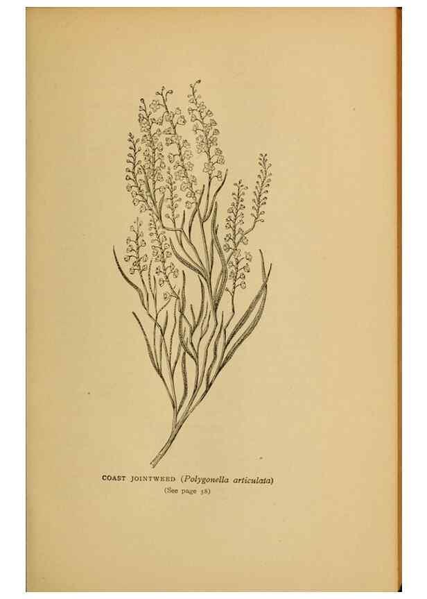Reproducción/Reproduction 49304184441: Harper's guide to wild flowers,. New York,Harper,1912.. 