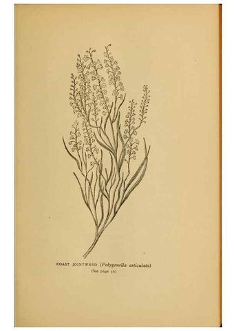 Reproducción/Reproduction 49304184441: Harper's guide to wild flowers,. New York,Harper,1912.. 