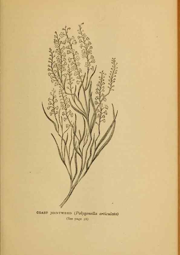 Reproducción/Reproduction 49304184441: Harper's guide to wild flowers,. New York,Harper,1912.. 
