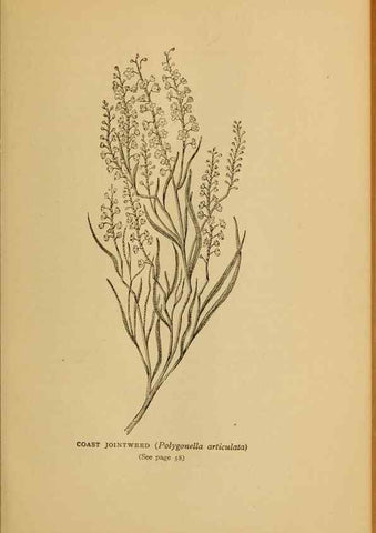 Reproducción/Reproduction 49304184441: Harper's guide to wild flowers,. New York,Harper,1912.. 
