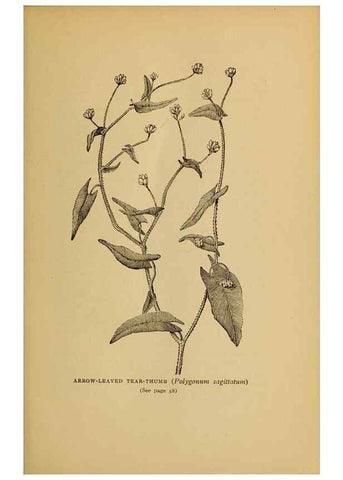 Reproducción/Reproduction 49303696038: Harper's guide to wild flowers,. New York,Harper,1912.. 