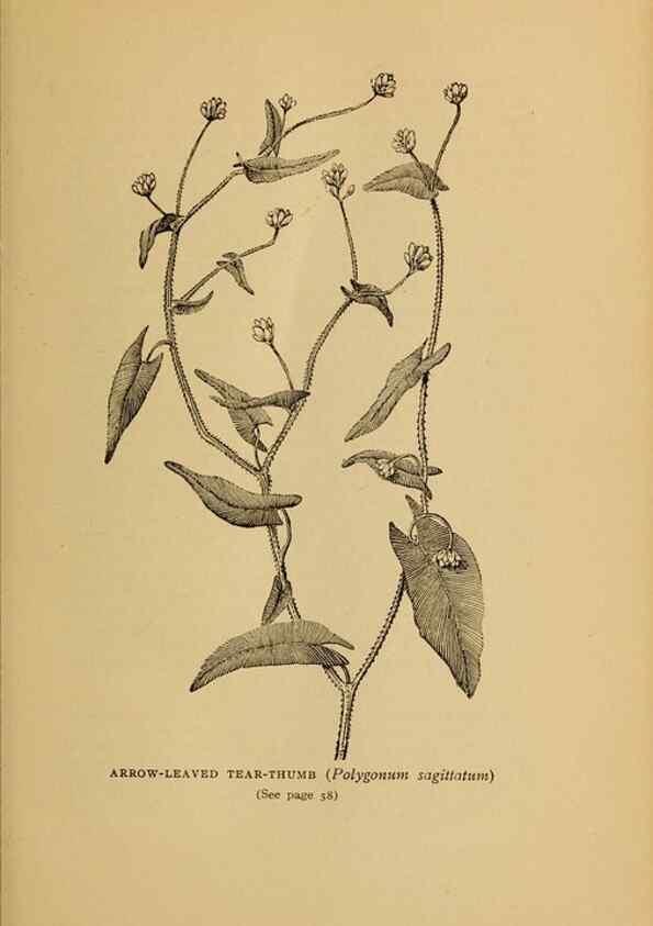 Reproducción/Reproduction 49303696038: Harper's guide to wild flowers,. New York,Harper,1912.. 