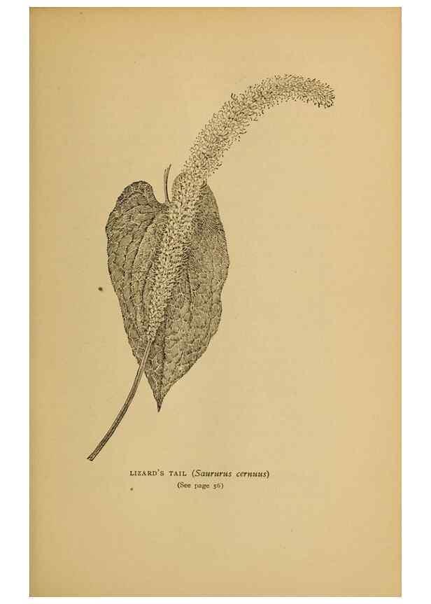 Reproducción/Reproduction 49303695823: Harper's guide to wild flowers,. New York,Harper,1912.. 