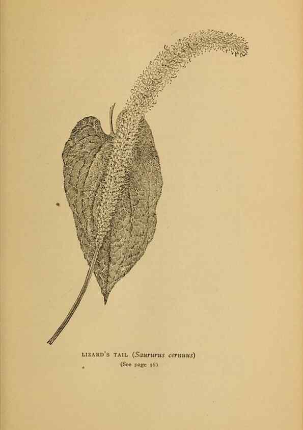 Reproducción/Reproduction 49303695823: Harper's guide to wild flowers,. New York,Harper,1912.. 