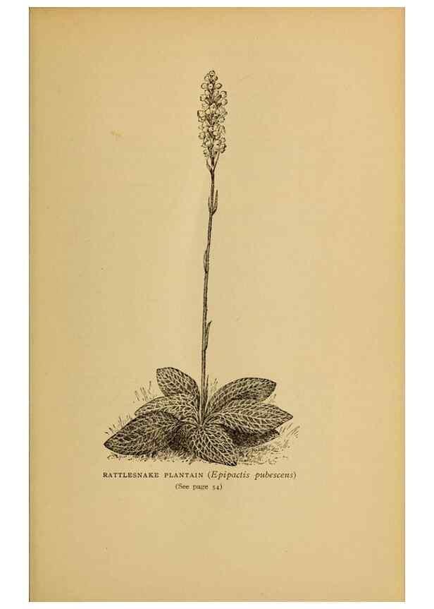 Reproducción/Reproduction 49304183721: Harper's guide to wild flowers,. New York,Harper,1912.. 