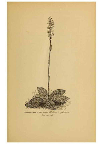 Reproducción/Reproduction 49304183721: Harper's guide to wild flowers,. New York,Harper,1912.. 