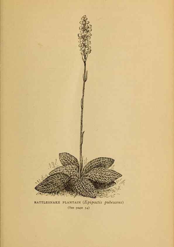 Reproducción/Reproduction 49304183721: Harper's guide to wild flowers,. New York,Harper,1912.. 