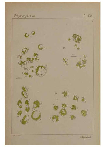 Reproducción/Reproduction 49299113312: Étude critique et expérimentale sur le polymorphisme des algues,. Genève,Georg,1909.. 