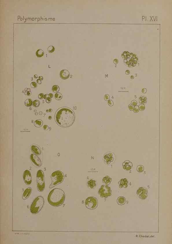Reproducción/Reproduction 49299113312: Étude critique et expérimentale sur le polymorphisme des algues,. Genève,Georg,1909.. 