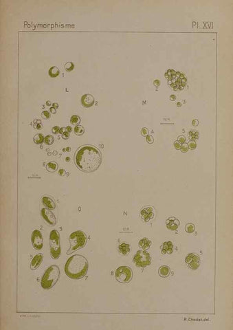 Reproducción/Reproduction 49299113312: Étude critique et expérimentale sur le polymorphisme des algues,. Genève,Georg,1909.. 