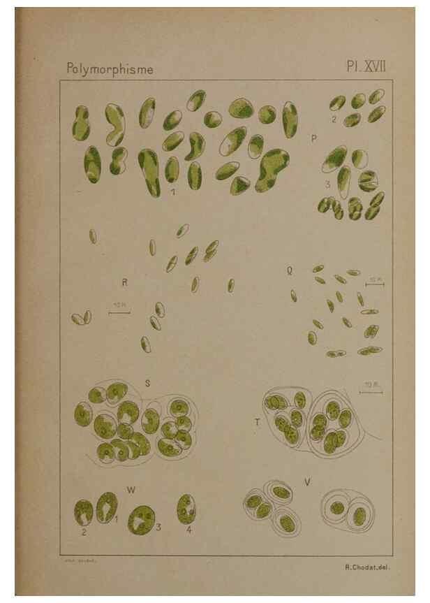 Reproducción/Reproduction 49298907756: Étude critique et expérimentale sur le polymorphisme des algues,. Genève,Georg,1909.. 