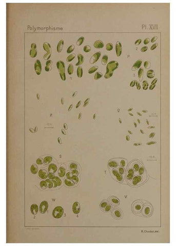 Reproducción/Reproduction 49298907756: Étude critique et expérimentale sur le polymorphisme des algues,. Genève,Georg,1909.. 