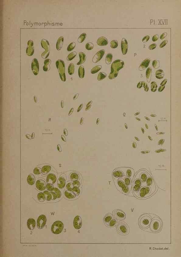 Reproducción/Reproduction 49298907756: Étude critique et expérimentale sur le polymorphisme des algues,. Genève,Georg,1909.. 