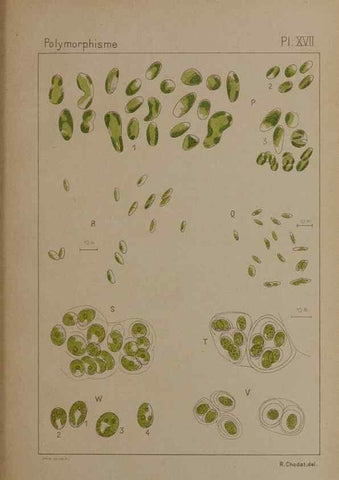 Reproducción/Reproduction 49298907756: Étude critique et expérimentale sur le polymorphisme des algues,. Genève,Georg,1909.. 