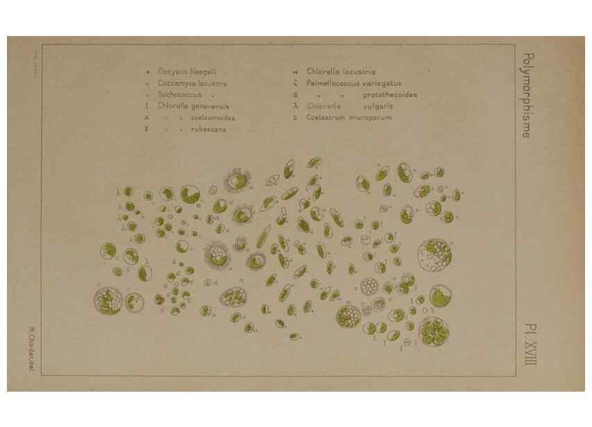 Reproducción/Reproduction 49298908031: Étude critique et expérimentale sur le polymorphisme des algues,. Genève,Georg,1909.. 