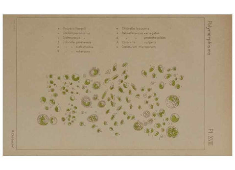 Reproducción/Reproduction 49298908031: Étude critique et expérimentale sur le polymorphisme des algues,. Genève,Georg,1909.. 