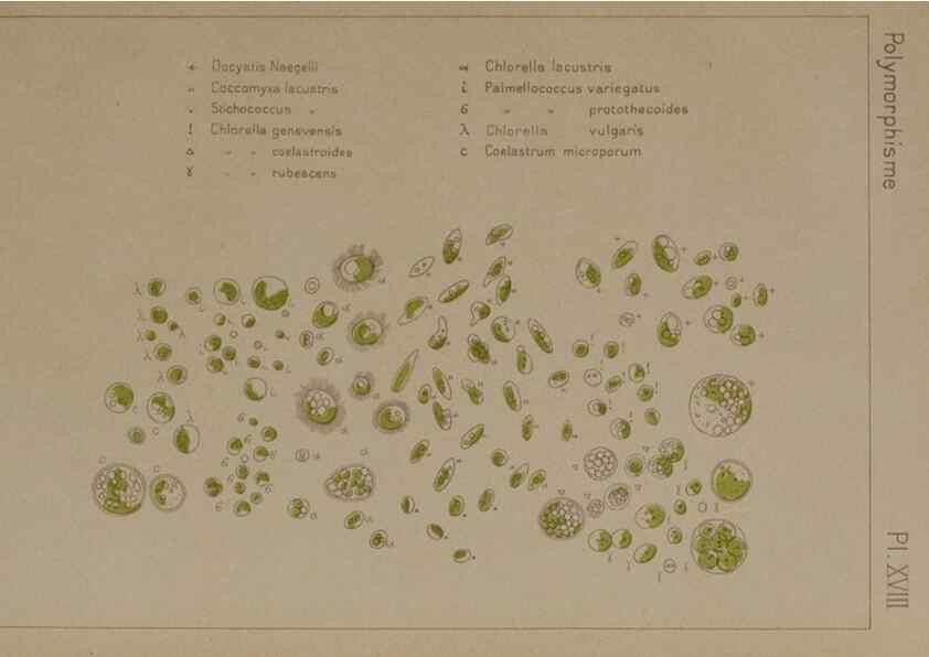 Reproducción/Reproduction 49298908031: Étude critique et expérimentale sur le polymorphisme des algues,. Genève,Georg,1909.. 