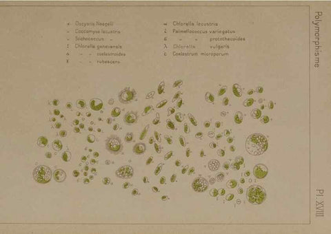Reproducción/Reproduction 49298908031: Étude critique et expérimentale sur le polymorphisme des algues,. Genève,Georg,1909.. 