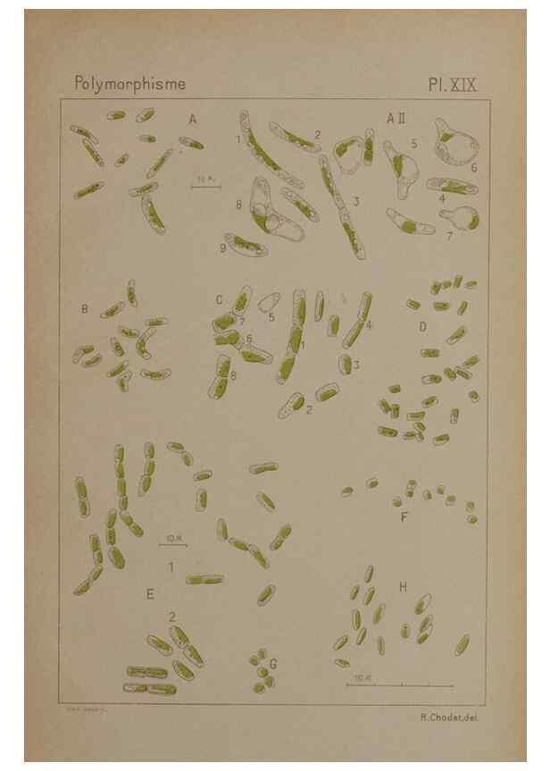 Reproducción/Reproduction 49299114317: Étude critique et expérimentale sur le polymorphisme des algues,. Genève,Georg,1909.. 