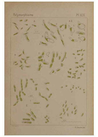 Reproducción/Reproduction 49299114317: Étude critique et expérimentale sur le polymorphisme des algues,. Genève,Georg,1909.. 