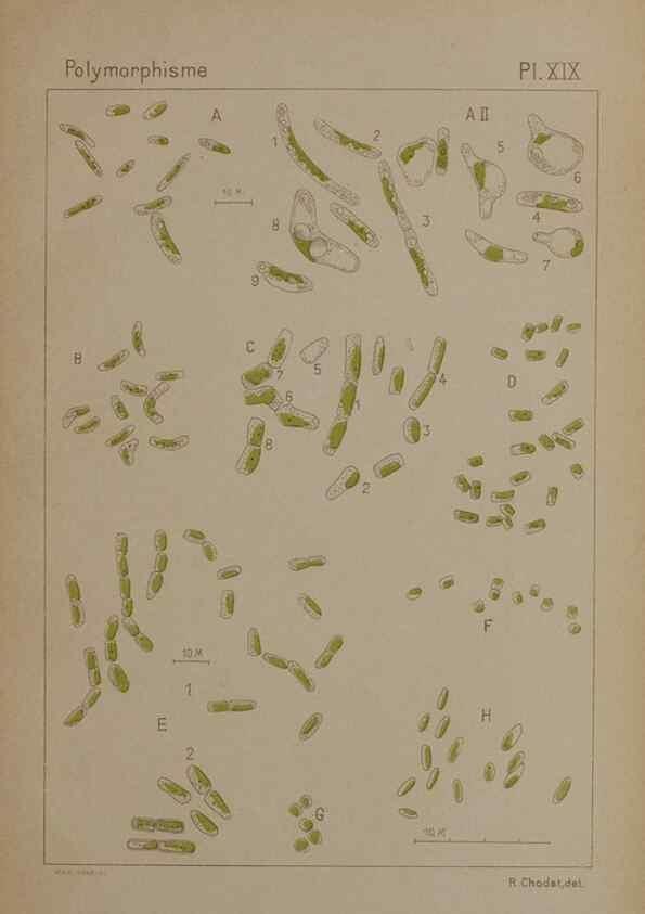 Reproducción/Reproduction 49299114317: Étude critique et expérimentale sur le polymorphisme des algues,. Genève,Georg,1909.. 