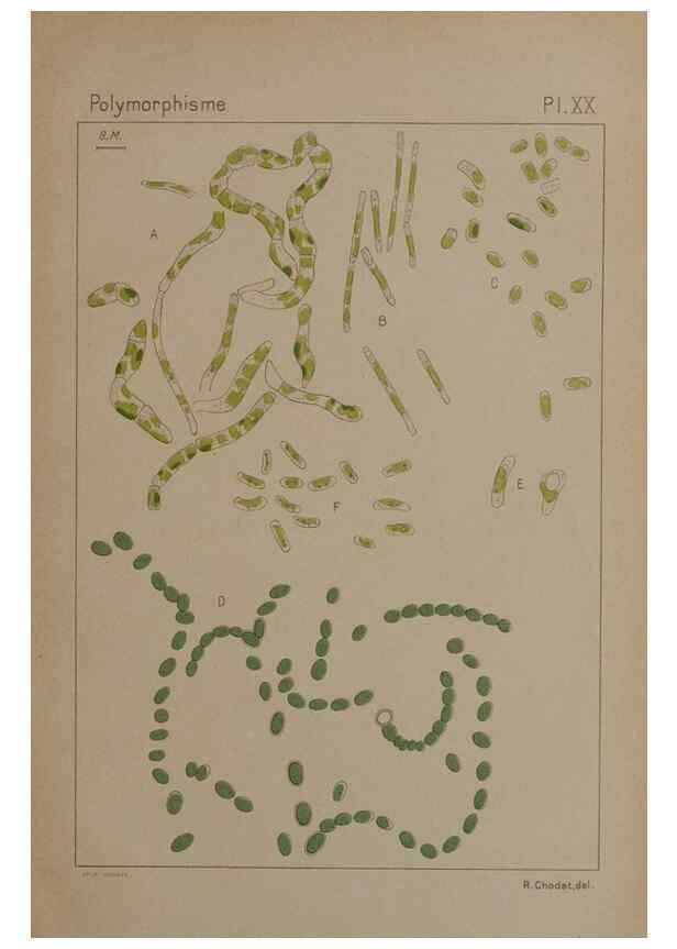 Reproducción/Reproduction 49298424448: Étude critique et expérimentale sur le polymorphisme des algues,. Genève,Georg,1909.. 