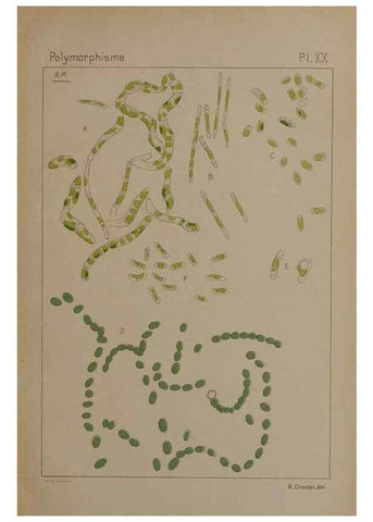 Reproducción/Reproduction 49298424448: Étude critique et expérimentale sur le polymorphisme des algues,. Genève,Georg,1909.. 