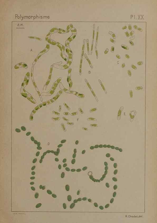 Reproducción/Reproduction 49298424448: Étude critique et expérimentale sur le polymorphisme des algues,. Genève,Georg,1909.. 