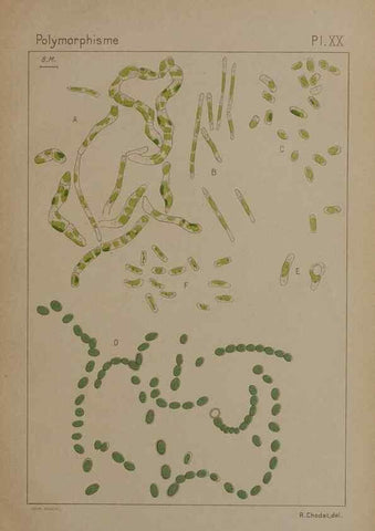 Reproducción/Reproduction 49298424448: Étude critique et expérimentale sur le polymorphisme des algues,. Genève,Georg,1909.. 