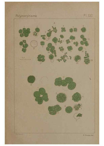 Reproducción/Reproduction 49298424708: Étude critique et expérimentale sur le polymorphisme des algues,. Genève,Georg,1909.. 