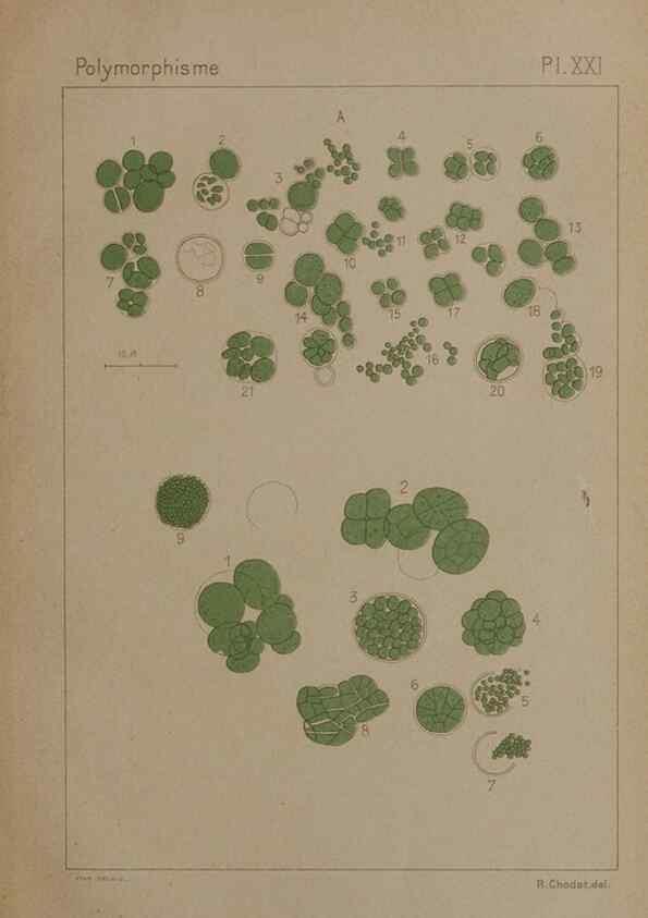 Reproducción/Reproduction 49298424708: Étude critique et expérimentale sur le polymorphisme des algues,. Genève,Georg,1909.. 