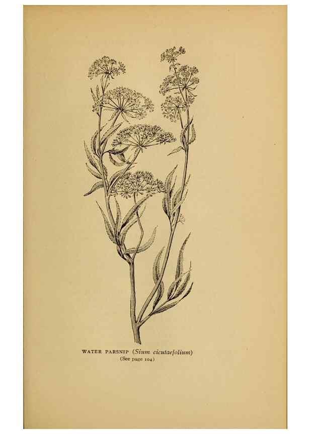Reproducción/Reproduction 49303699958: Harper's guide to wild flowers,. New York,Harper,1912.. 