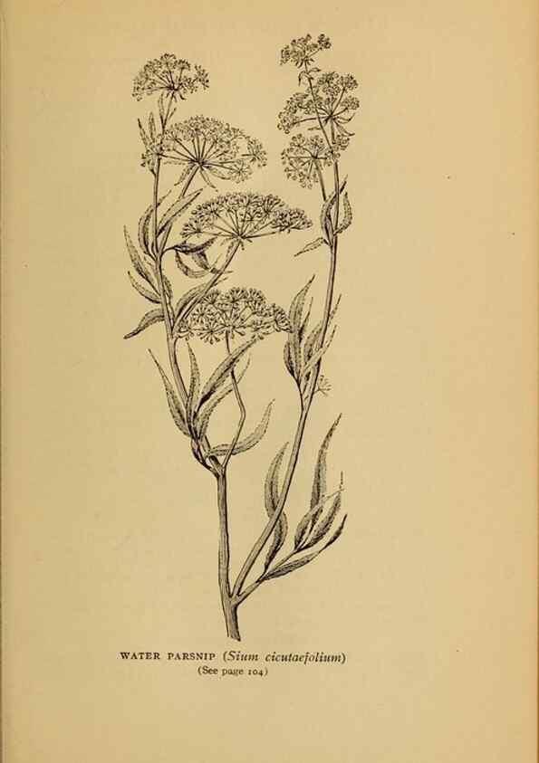 Reproducción/Reproduction 49303699958: Harper's guide to wild flowers,. New York,Harper,1912.. 