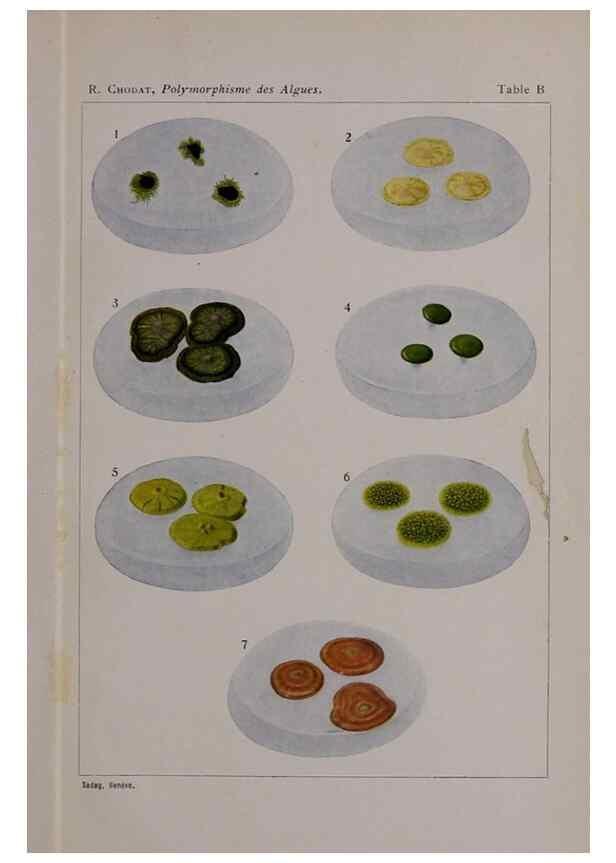 Reproducción/Reproduction 49298425388: Étude critique et expérimentale sur le polymorphisme des algues,. Genève,Georg,1909.. 